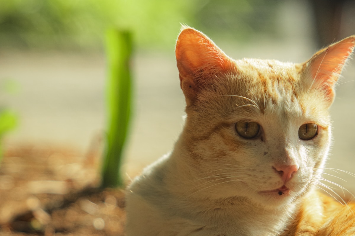 Sample photograph of an orange and white cat in sunlight